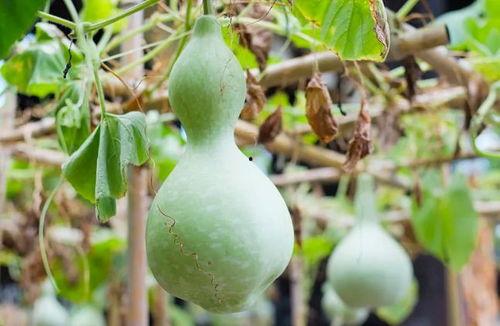 吃葫芦瓜视频素材下载免费,免费下载视频,解锁家常烹饪秘诀 第2张 吃葫芦瓜视频素材下载免费,免费下载视频,解锁家常烹饪秘诀 第2张