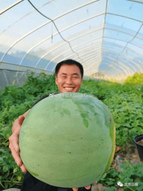 免费吃瓜长什么样子,免费吃瓜背后的神秘世界揭秘  第1张